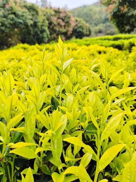 Discover Dancong Oolong: The “Perfume” of Oolong Teas